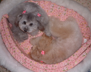 �t���[��